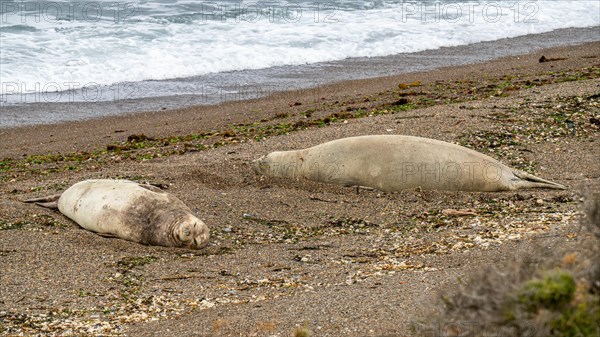 Southern elephant seal