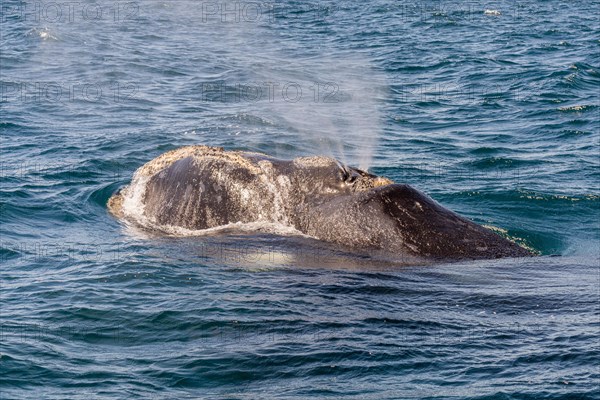 Southern right whale