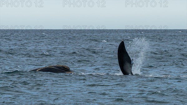 Southern right whale