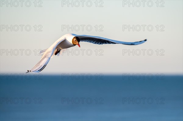 Black-headed gull