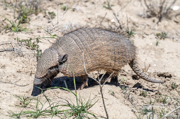 Dwarf armadillo