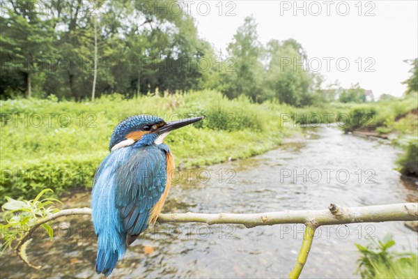 Common kingfisher