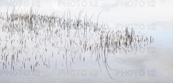 Reed structure in the water