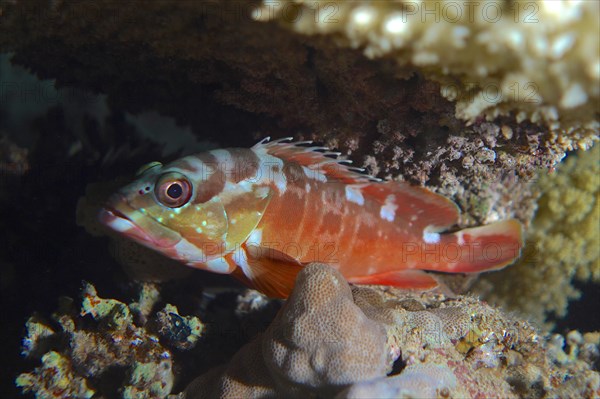 Blacktip grouper