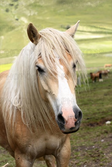 Haflinger horses and others