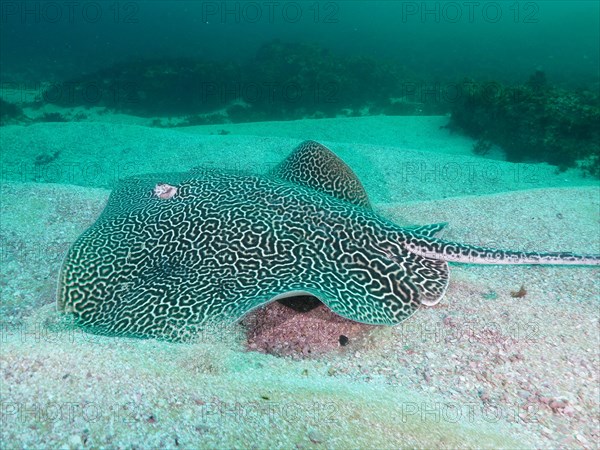 Indo-Pacific stingray