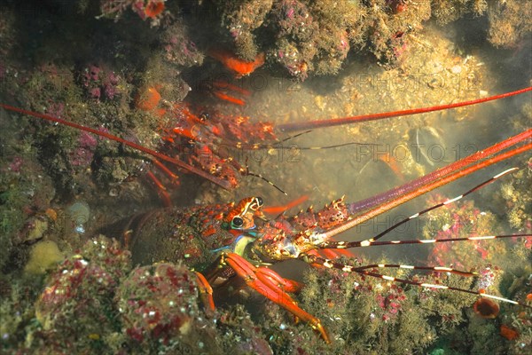 Comb crayfish