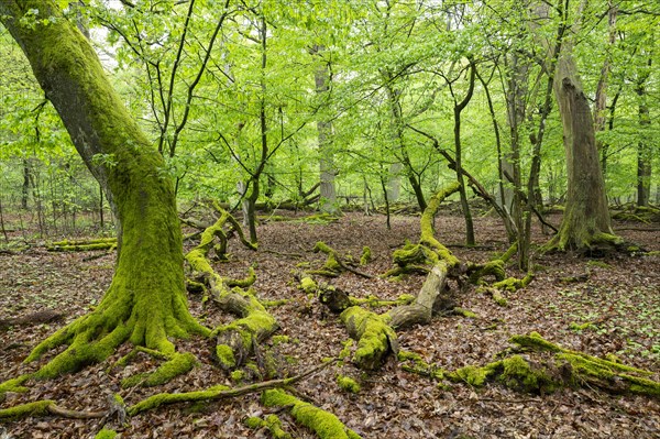 Near-natural deciduous forest