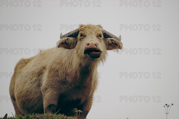 An albino water buffalo