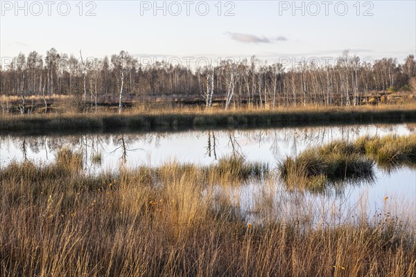 Moorland