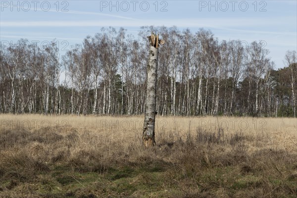 Broken tree stump in front of a birch forest in the Duvenstedter Brook nature reserve