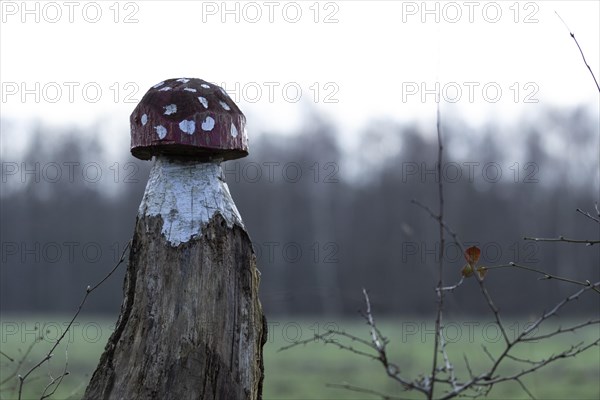 Fly agaric