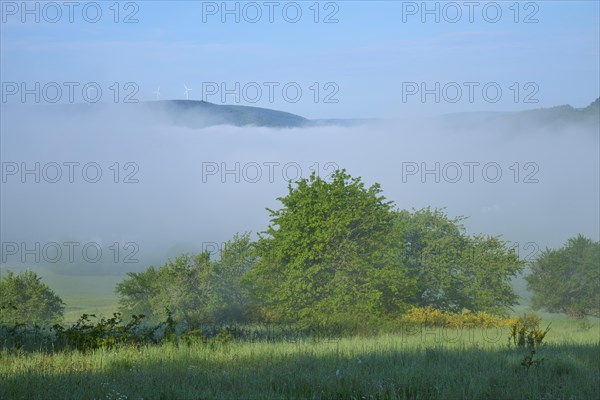 Meadow