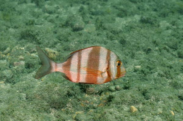 Redbanded seabream