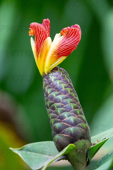 Costus malortieanus