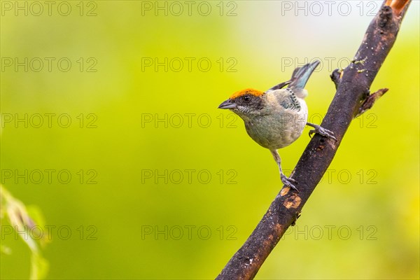 Red-crowned tanager