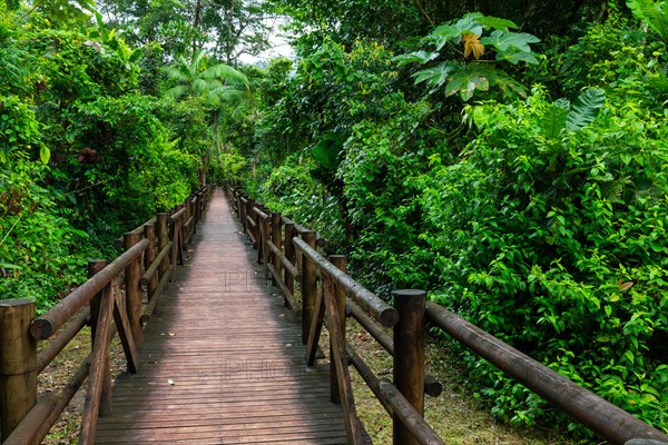 Wooden walkway through mangrove forest