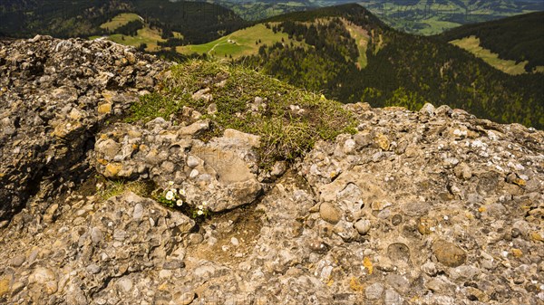 Nagelfluh rock