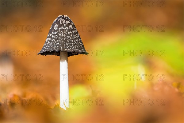 Magpie fungus