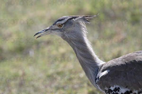 Kori bustard