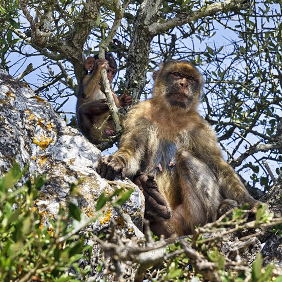 Barbary macaque