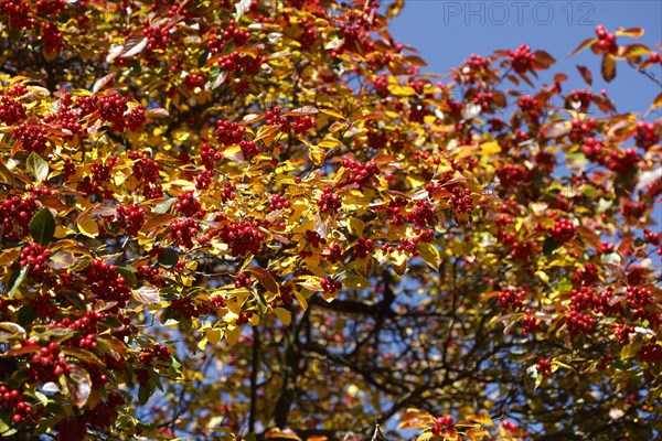 European rowan