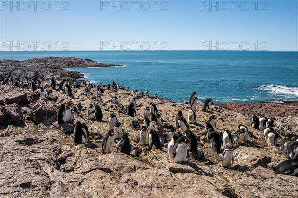 Southern rockhopper penguin