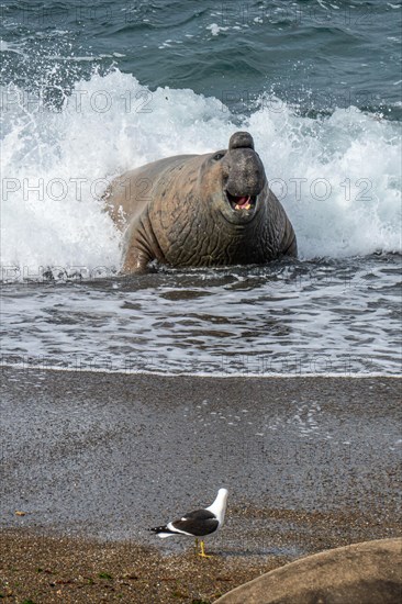 Southern elephant seal
