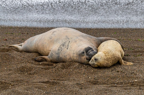 Southern elephant seals