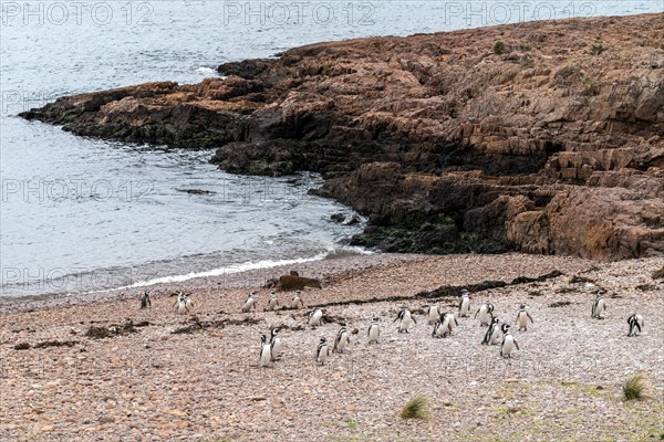 Magellanic penguin