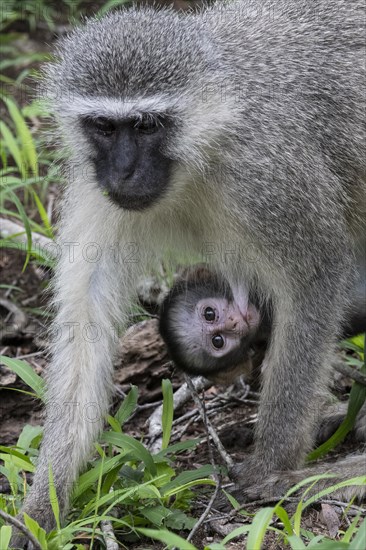 Southern vervet monkey