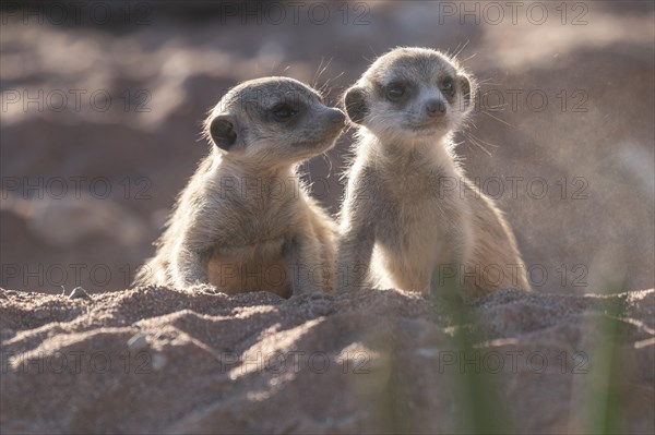 Meerkats