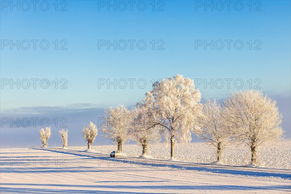 Car driving on a country road by a line of frosty trees in the countryside at a cold winter day
