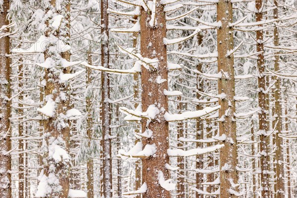 Spruce trunks in a forest with snow in winter