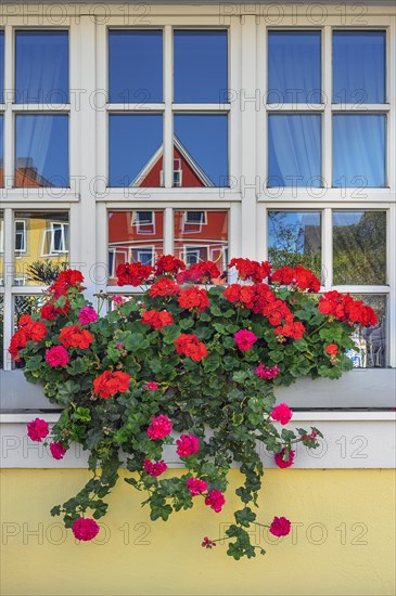 Window with geraniums