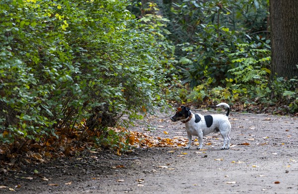 Dog in the park