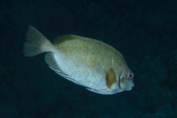 Dark rabbitfish