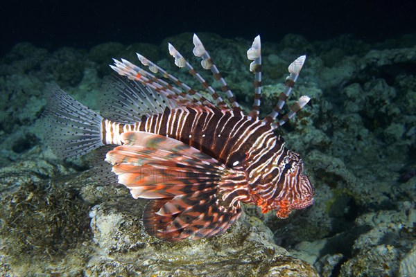 Pacific red lionfish