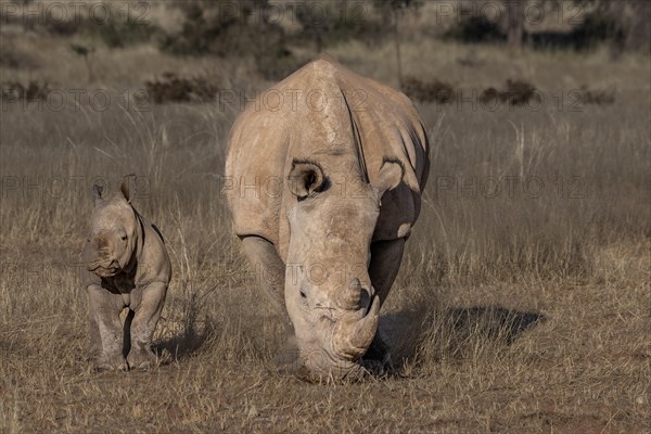 White rhinoceros