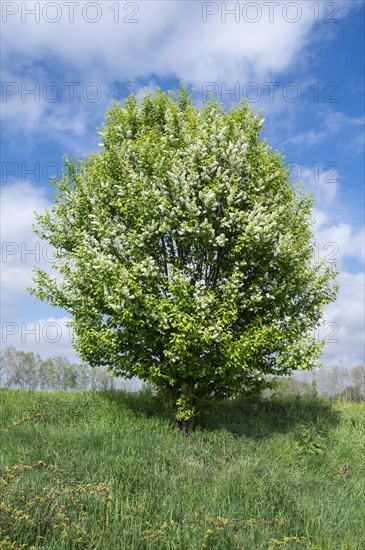 European bird cherry