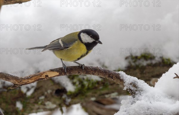 Great tit