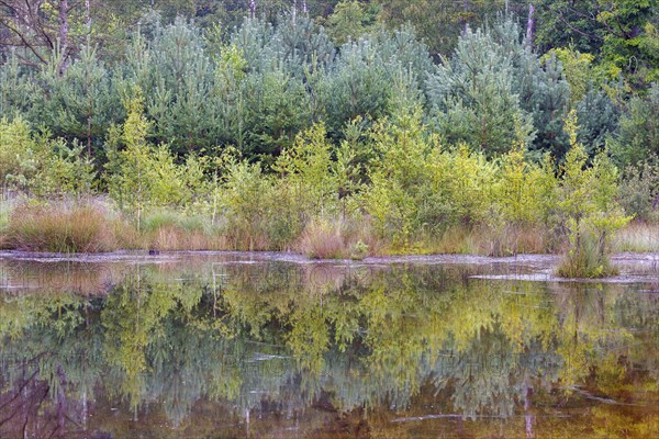 Brunssumer Heide