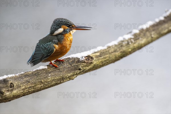 Common kingfisher