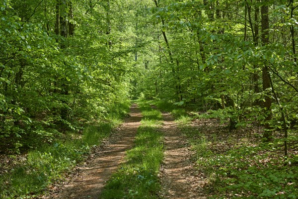 Hiking trail