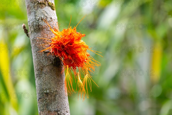 Brownea macrophylla