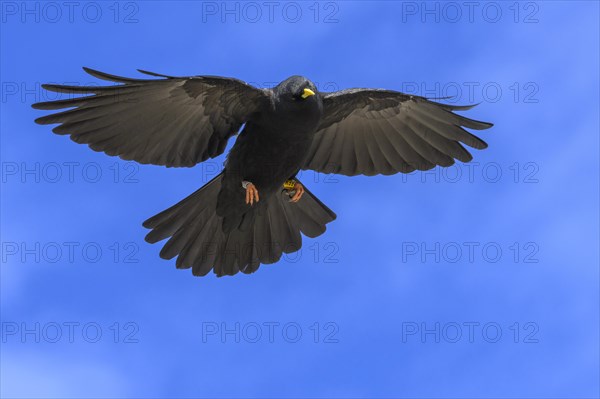 Alpine chough