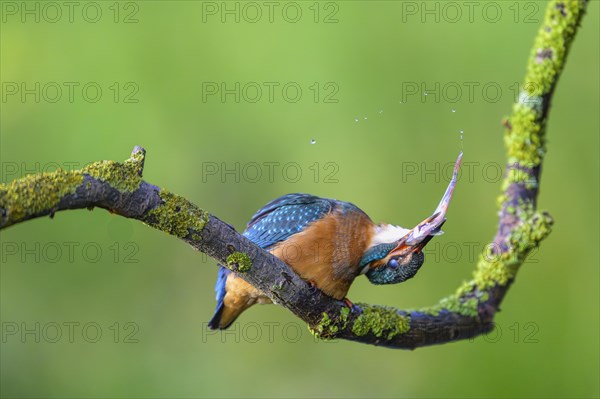 Common kingfisher