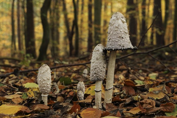 A group of shaggy ink caps