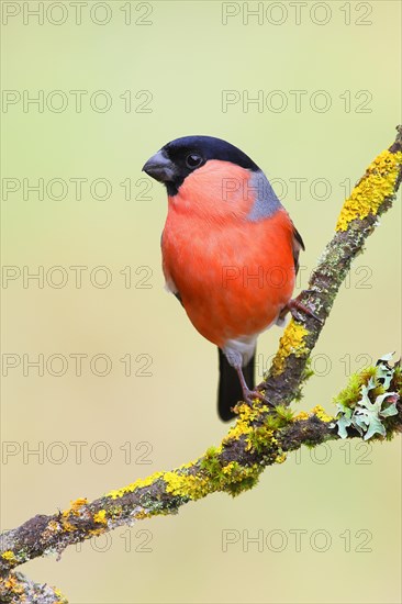 Eurasian bullfinch