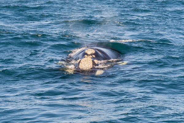 Southern right whale